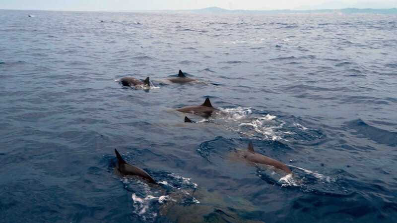 Puerto Escondido: Boat Tour among Dolphins and Turtles - Sea turtles and whales: how the captain improves your odds