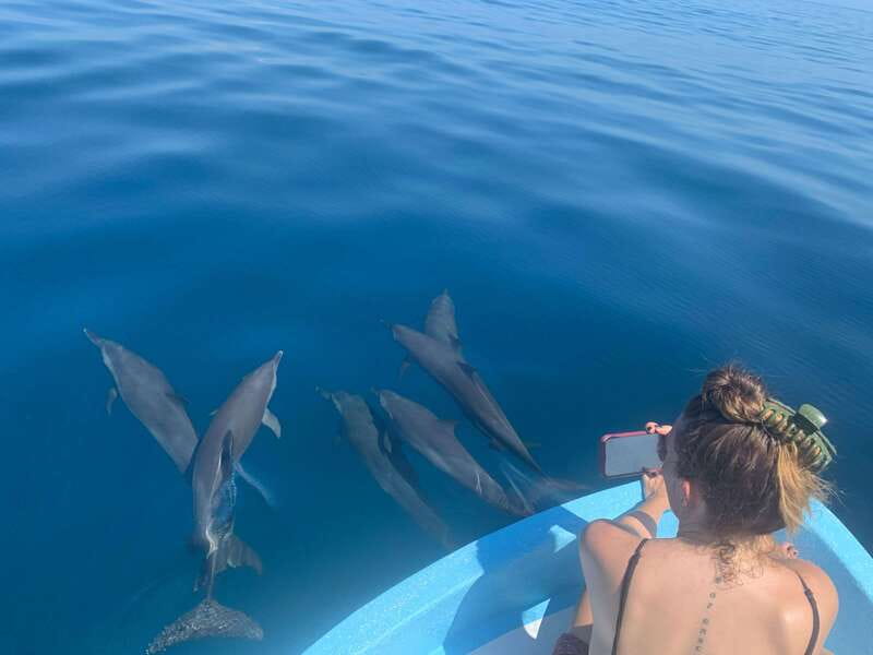 Puerto Escondido: Boat Tour to see Dolphins and Marine Life - Wildlife on your timeline, not a long day at sea