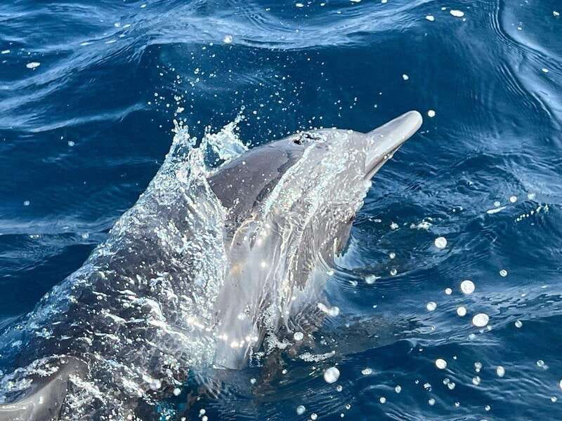 Puerto Escondido: Boat Tour to see Dolphins and Marine Life - Dolphin watching in open water: what you’re really looking for