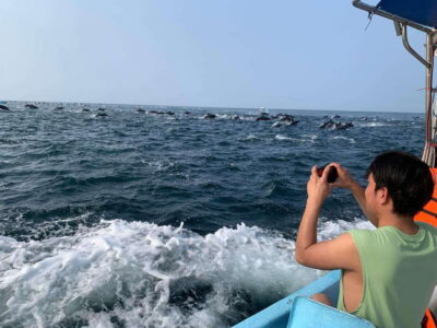Boat Tour to see Dolphins and Marine Life
