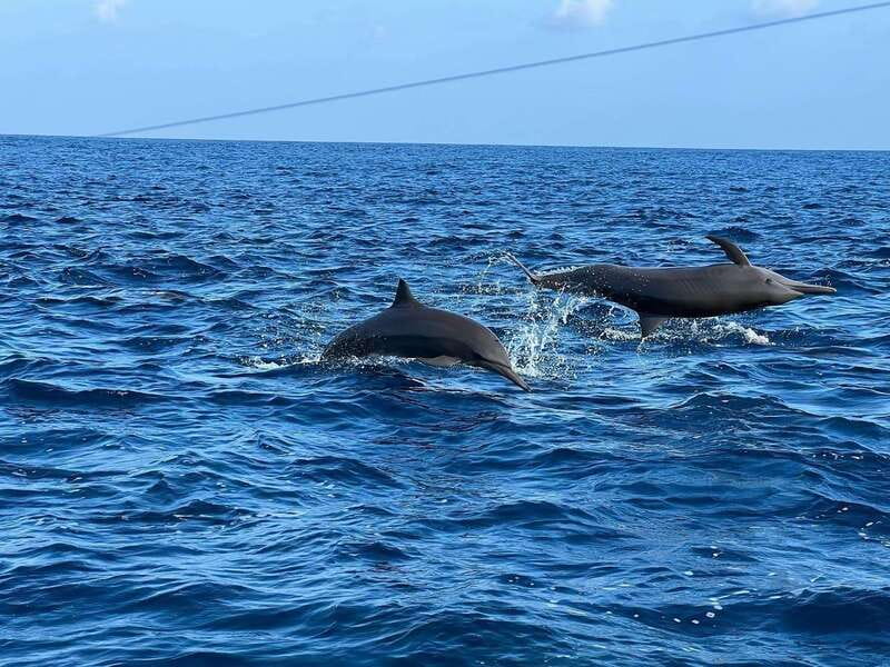 Puerto Escondido: Boat Tour to see Dolphins and Marine Life - Swimming with dolphins: the moment you came for, with real-world limits