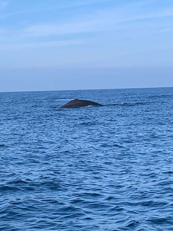 Puerto Escondido: Boat Tour to see Dolphins and Marine Life - Whale watching in winter, Nov to Mar, and how close you’ll get