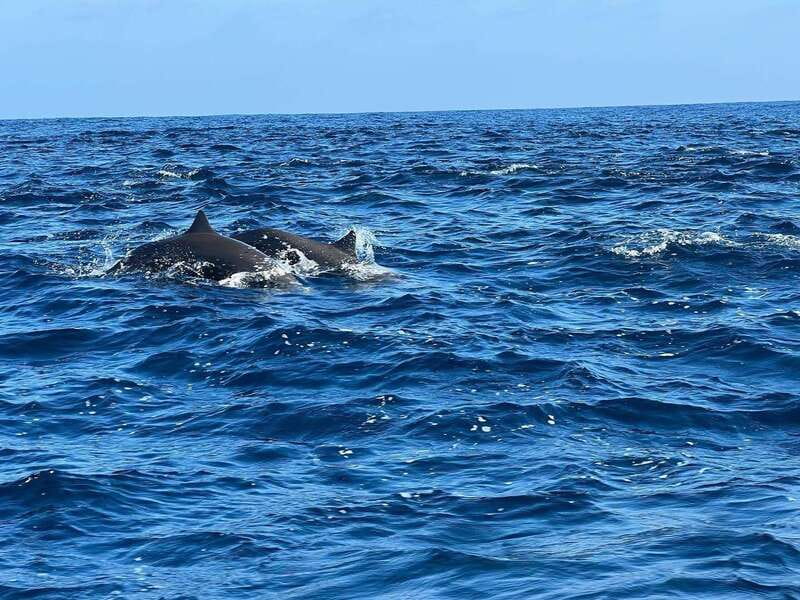 Puerto Escondido: Boat Tour to see Dolphins and Marine Life - The onboard setup: Bluetooth music, cooler drinks, and a relaxed boat feel