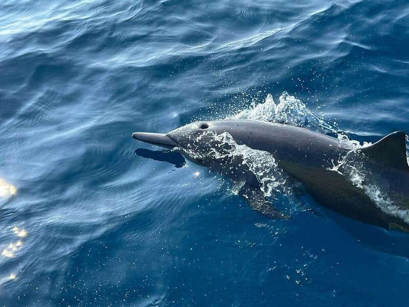 Puerto Escondido: Boat Tour to see Dolphins and Marine Life - Price and value: why $46 often feels fair here