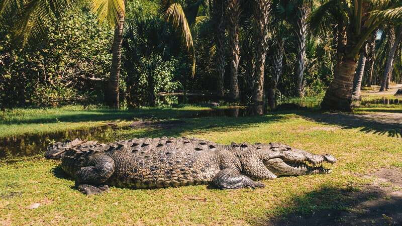 Puerto Escondido: Oaxaca Coast Wildlife Ecotour - Getting from Puerto Escondido to Oaxaca’s coast, without stress