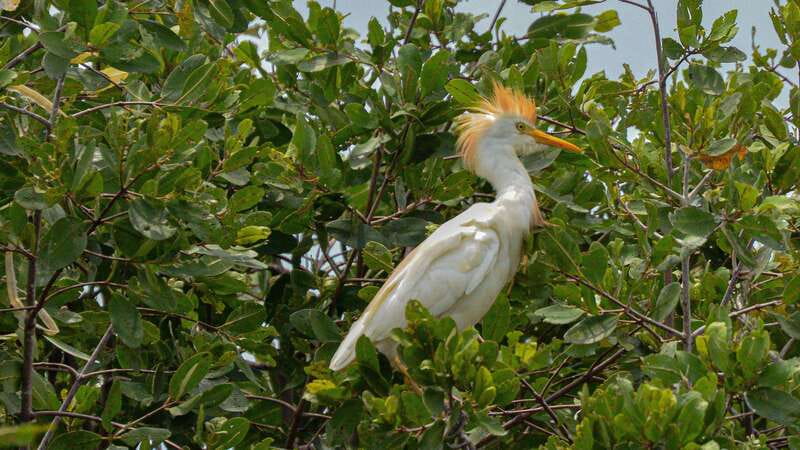 Puerto Escondido: Oaxaca Coast Wildlife Ecotour - Mangroves by panga boat: where the crocodile spotting happens