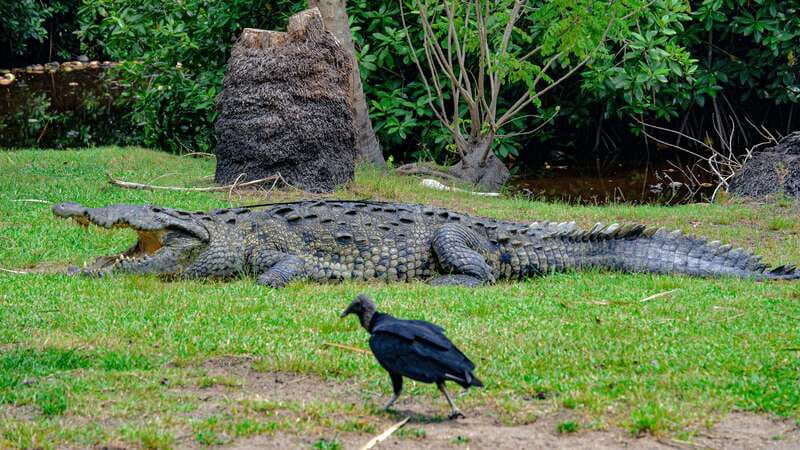 Puerto Escondido: Oaxaca Coast Wildlife Ecotour - Zipolite beach in 20 minutes: make it count