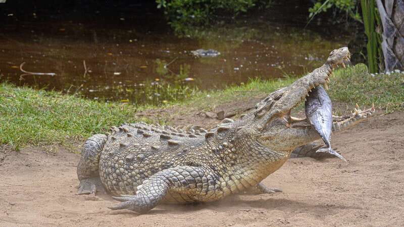 Puerto Escondido: Oaxaca Coast Wildlife Ecotour - Price and value: what $50 covers, and what you pay on top