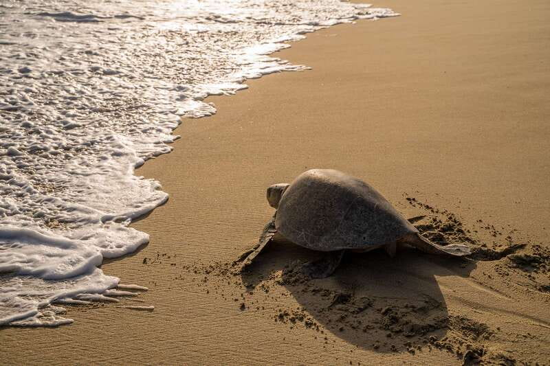 Puerto Escondido: Turtle Release Experience - Key highlights to look forward to