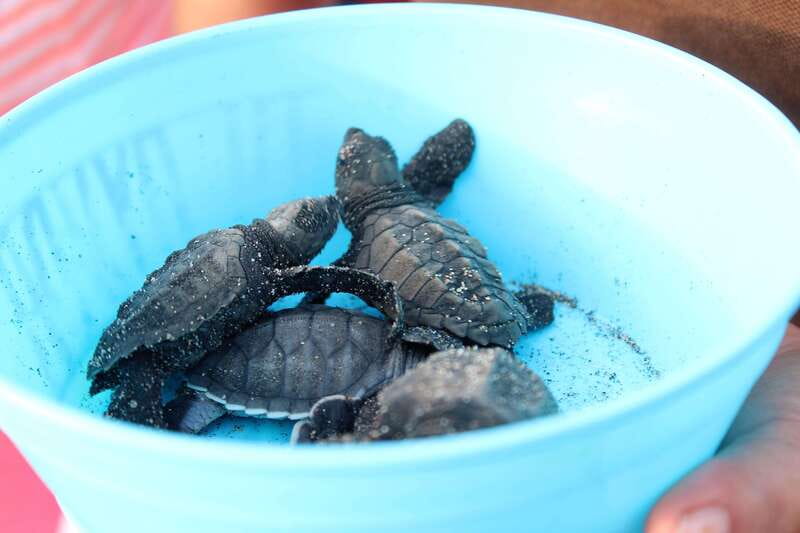 Puerto Escondido: Turtle Release Experience - Who should book this turtle release, and who should skip it