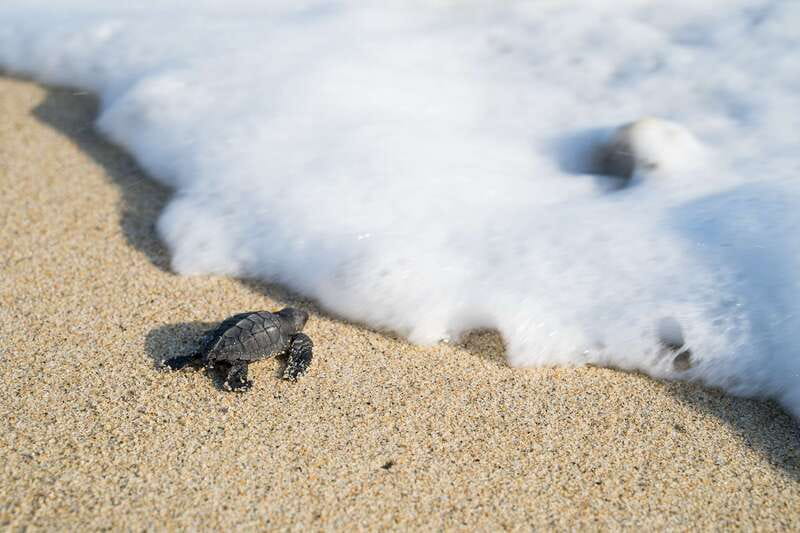 Puerto Escondido: Turtle Release Experience - The Beach Release: how you help a hatchling reach the ocean