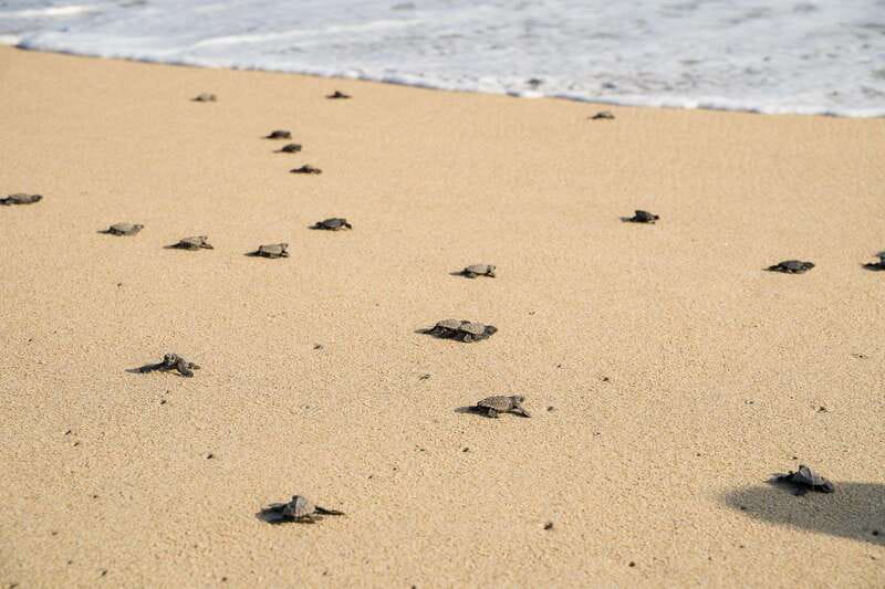 Puerto Escondido: Turtle Release Experience - Price and value: is $40 worth your time?