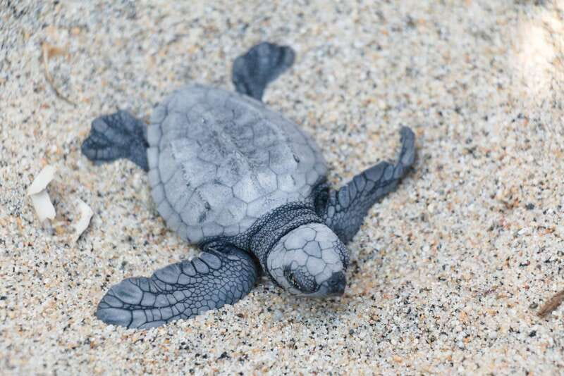 Puerto Escondido: Turtle Release Experience - Best time for turtle releases, and why some seasons feel different