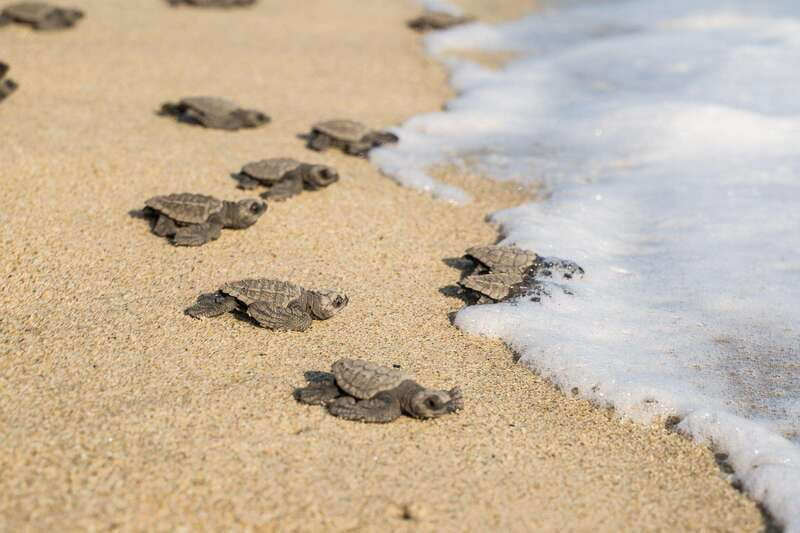 Puerto Escondido: Turtle Release Experience - Group size, guides, and how the English explanation can vary