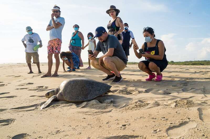 Puerto Escondido: Turtle Release Experience - Learning the Turtle Species and Why They’re in Trouble