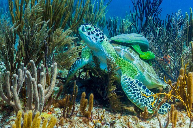 Puerto Morelos Catamaran Reef Sail and Snorkel - What happens during the 3.5 hours, step by step