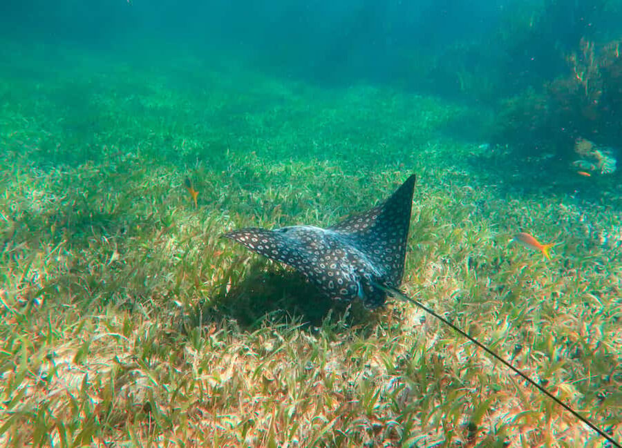 Puerto Morelos: National Reef Park Snorkeling & Beach Lunch - Key Points to Know Before You Go