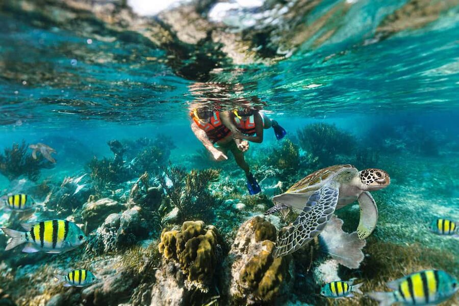 Puerto Morelos: National Reef Park Snorkeling & Beach Lunch - Snorkeling on the Great Mayan Reef: Gear, Safety, and Marine Life Odds