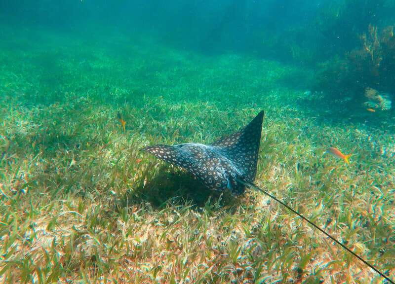 Puerto Morelos: National Reef Park Snorkeling & Beach Lunch - Who This Tour Fits Best, and Who Should Skip It