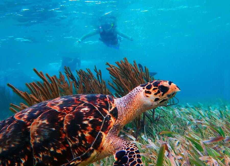 Puerto Morelos: Snorkel, Town Walk, Tequila & Beach Lunch - Price and value: what you really pay for the day