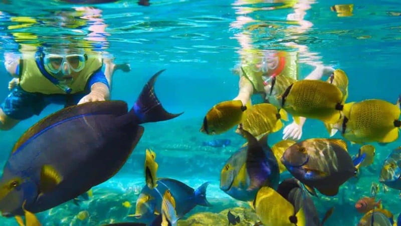 Puerto Morelos: Snorkeling at The National Reef Park - What you might see: fish, rays, turtles, and the stuff you can’t plan