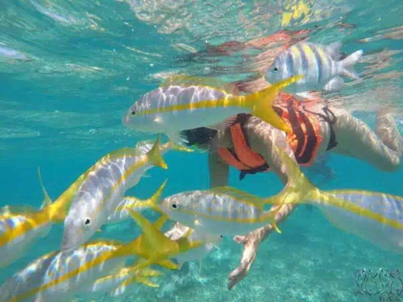 Puerto Morelos: Snorkeling at The National Reef Park - Two snorkeling spots at Puerto Morelos Reefs National Park