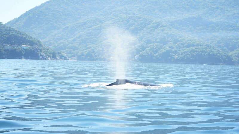 Puerto Vallarta: 3-Hour Whale Watching and Snorkeling - Key highlights worth planning around