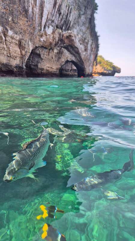 Puerto Vallarta: 3-Hour Whale Watching and Snorkeling - Boarding the boat: comfort details that affect the whole trip