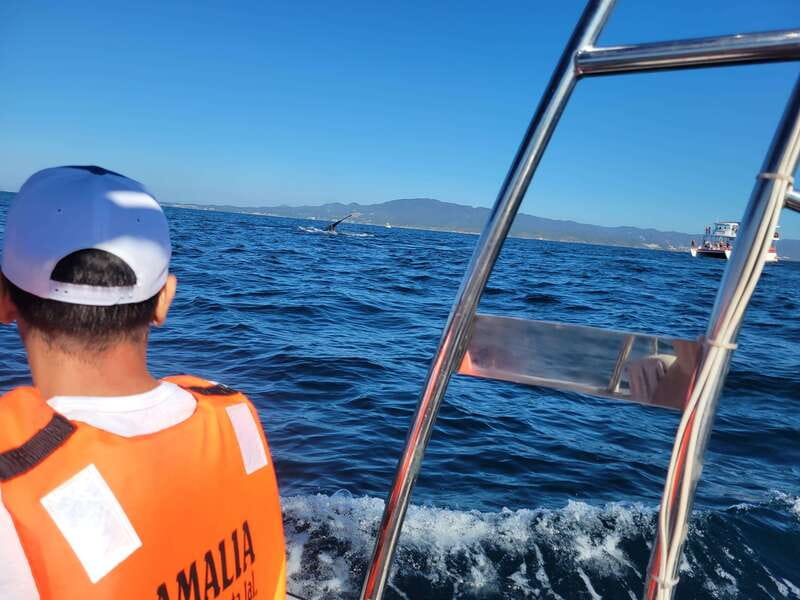 Puerto Vallarta: 3-Hour Whale Watching and Snorkeling - Meeting point and port tax: get this right to start happy