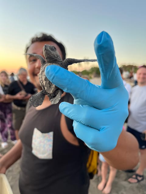 Puerto Vallarta: Baby Turtle Release in Conservation Area - Key highlights you’ll care about