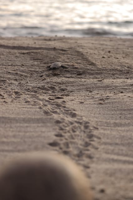 Puerto Vallarta: Baby Turtle Release in Conservation Area - What if no turtles hatch on your date?