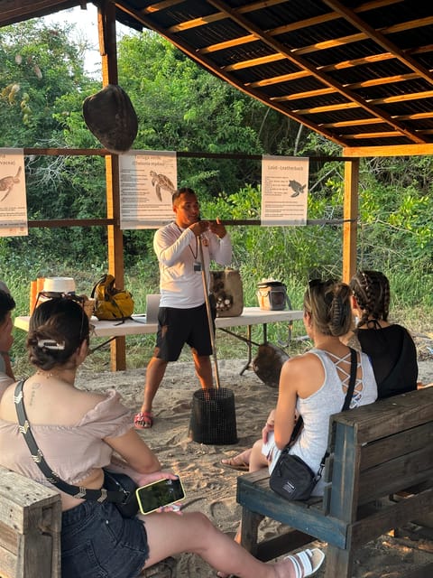 Puerto Vallarta: Baby Turtle Release in Conservation Area - The sunset hatch and release: how the ocean sends them off