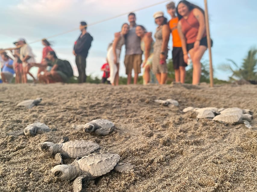 Puerto Vallarta: Baby Turtle Release in Conservation Area - Photos and the photographer: keep your hands on the moment