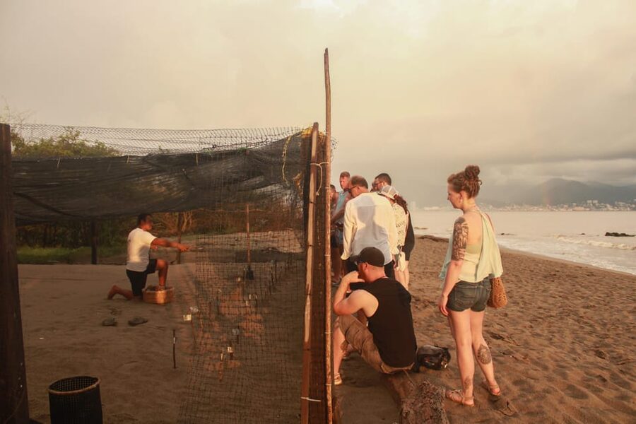 Puerto Vallarta: Baby Turtle Release in Conservation Area - Price and value: is $40 a good use of time?