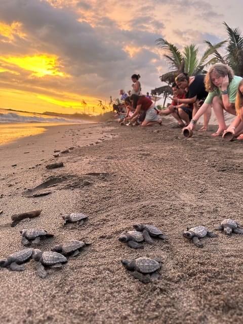 Puerto Vallarta: Baby Turtle Release in Conservation Area - Who this fits best, and who should skip it