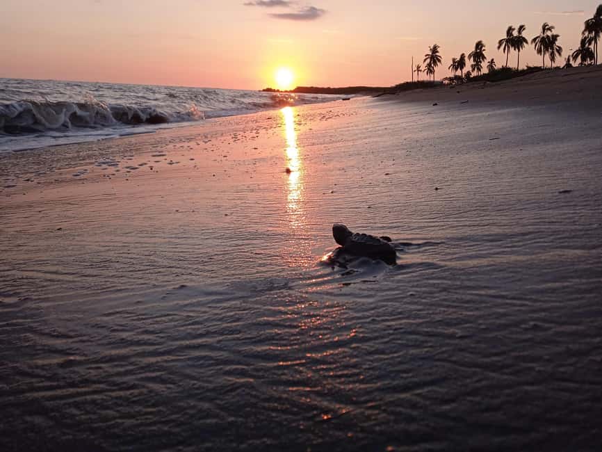 Puerto Vallarta: Baby Turtle Release in Conservation Area - The “class at camp” moment: learning the olive ridley life cycle