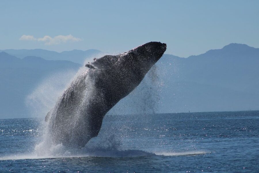 Puerto Vallarta: Mega Yacht Whale Watching Sunset Cruise - The first stretch on the water: welcome refreshments and a relaxed start