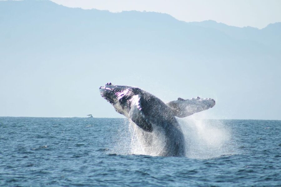 Puerto Vallarta: Mega Yacht Whale Watching Sunset Cruise - How the guides and captain improve your odds