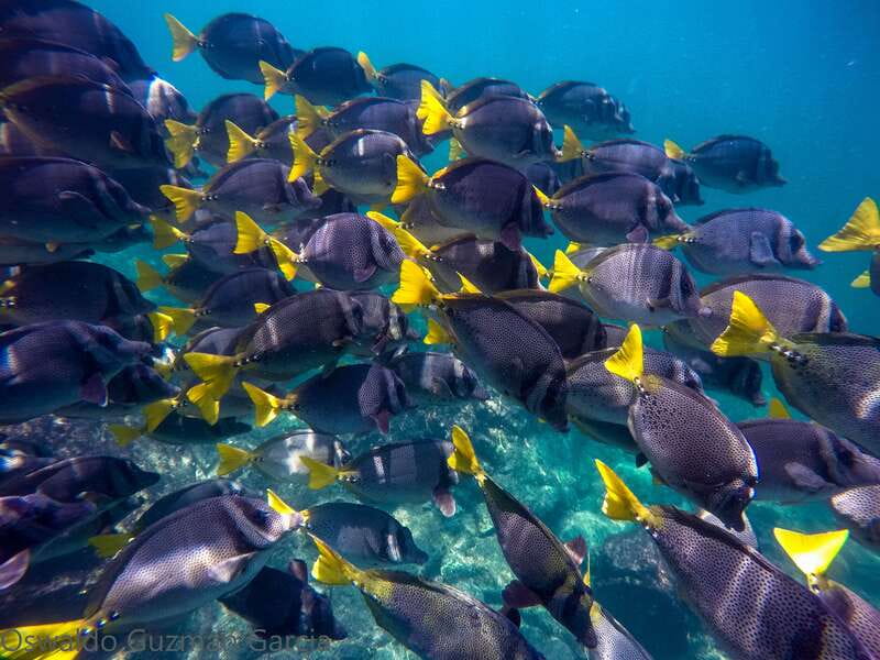 Puerto Vallarta: Yelapa Mega Yacht Cruise - Yelapa Arrival: Photo Stop, Beaches, and Car-Free Walking