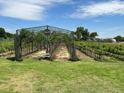Querétaro: Cheese & Wine Tour In A Day