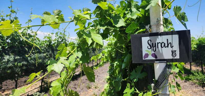 Querétaro: Haciendas, Vineyards, and Magical Towns Day Trip - FAQ