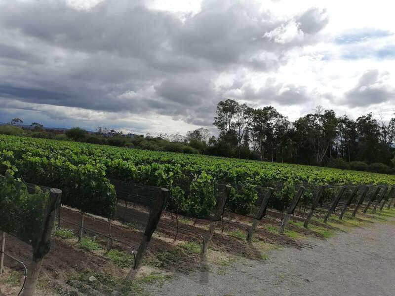 Querétaro: Haciendas, Vineyards, and Magical Towns Day Trip - Who should book this Querétaro day trip?