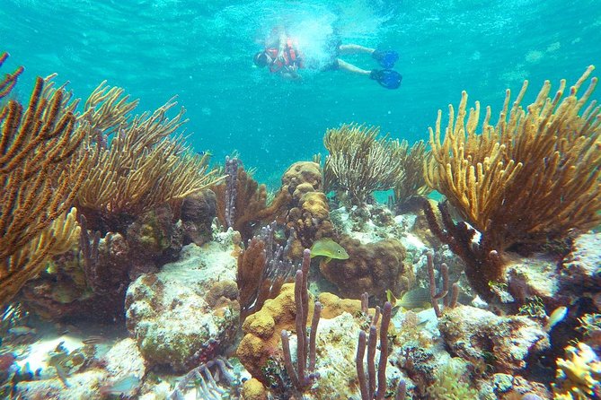 Reef Snorkeling in National Park from Cancun with Beachside Lunch - Who This Tour Fits Best (And Who Might Want a Different Day)