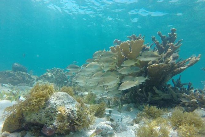Reef Snorkeling & Jungle Speedboat Adventure with Mayan Ceremony - Should you book this Nichupte Lagoon speedboat and reef snorkeling?