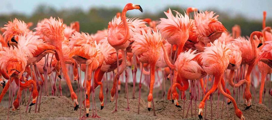 Rio Lagartos and Las Coloradas: Safari Flamingo Luxury - Mangroves, birds, and the first wildlife rhythm