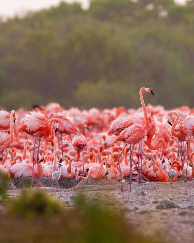 Rio Lagartos and Las Coloradas: Safari Flamingo Luxury - The Mayan clay bath: where “luxury” becomes hands-on