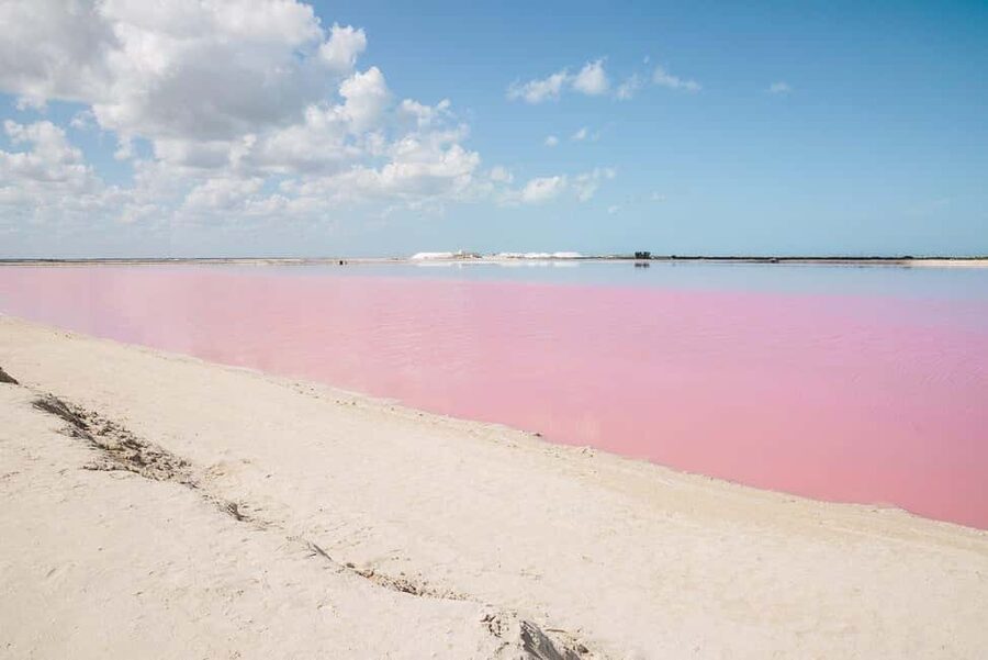 Río Lagartos and Las Coloradas: Wildlife Natural Experience - Wildlife stops in Rio Lagartos: flamingos, crocodiles, and birds up close