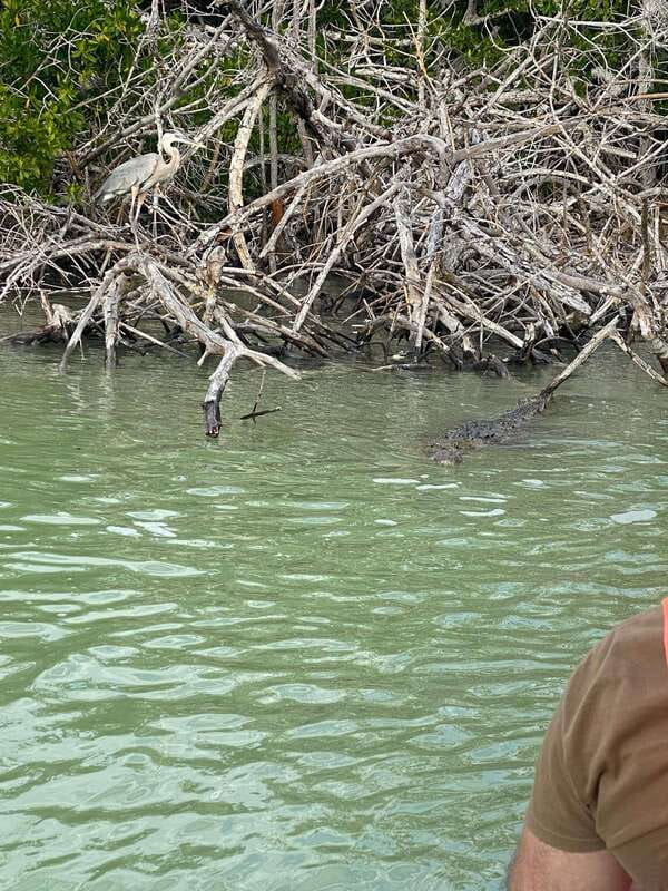 Río Lagartos and Las Coloradas: Wildlife Natural Experience - Ending on a virgin beach in the Gulf of Mexico