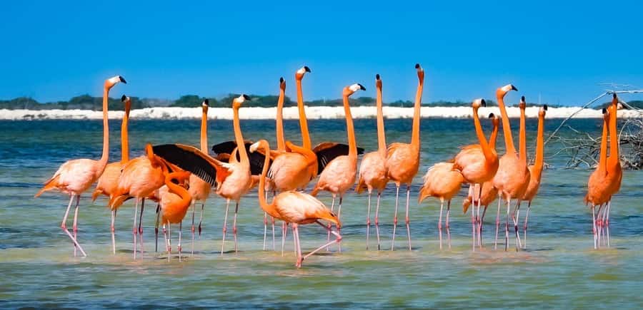 Río Lagartos Premium Tour - Up to 6 People - Why This Mangrove Boat Ride Feels Different Than Typical Sightseeing