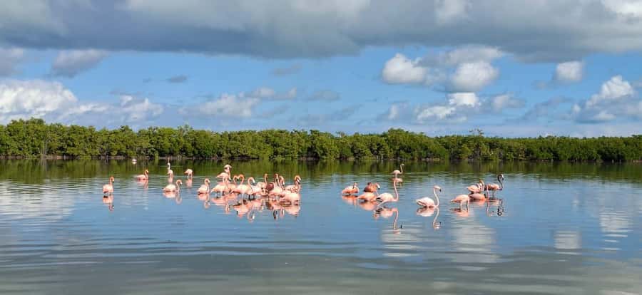 Río Lagartos Premium Tour - Up to 6 People - Key Things to Love About Río Lagartos Premium Tour (Up to 6 People)